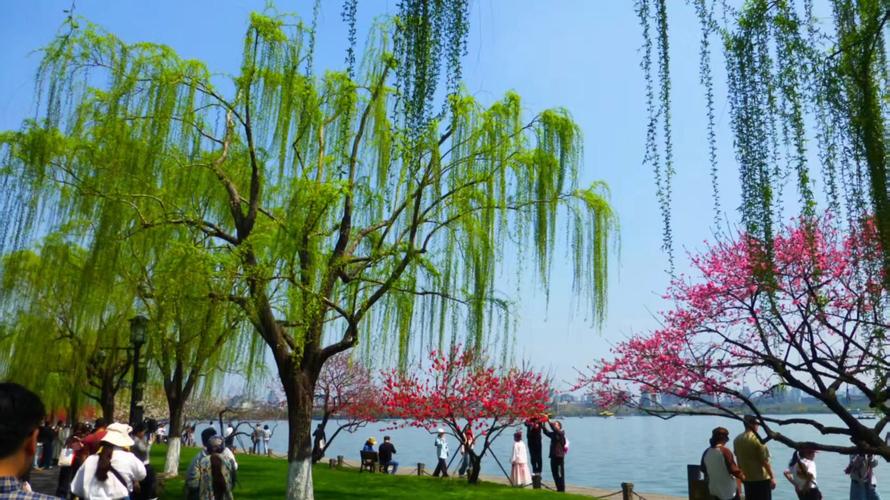 杭州西湖苏堤春季垂柳步道景观