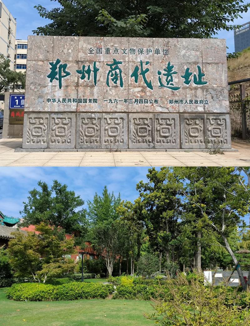 郑州商代城墙根下老槐树下放的太极剑包
