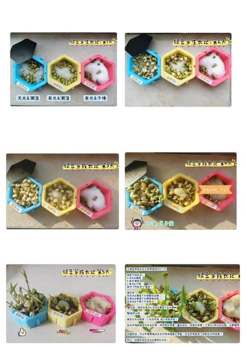 家庭阳台绿豆种子萌发对比实验实拍