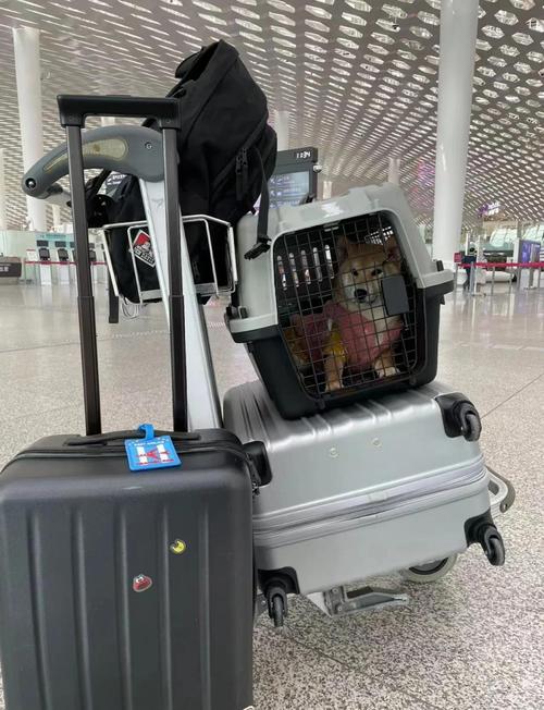 机场货运区宠物航空箱等候场景