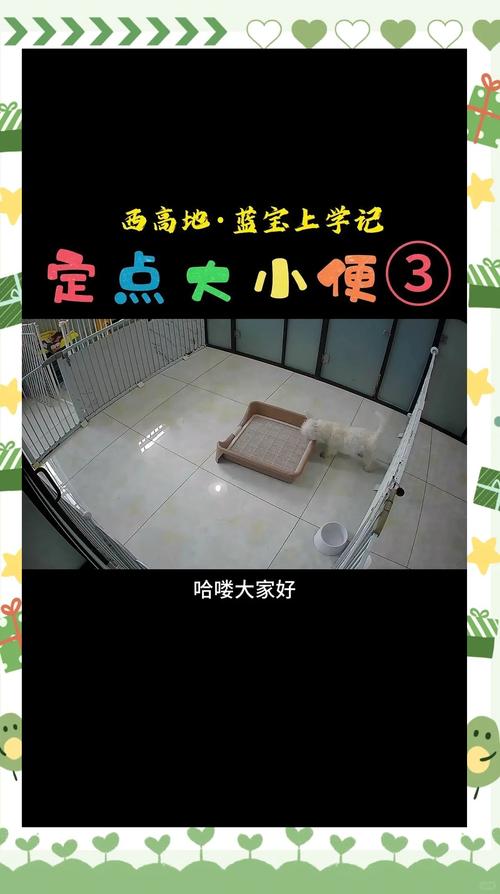 狗狗在室内狗厕所定点排便实拍