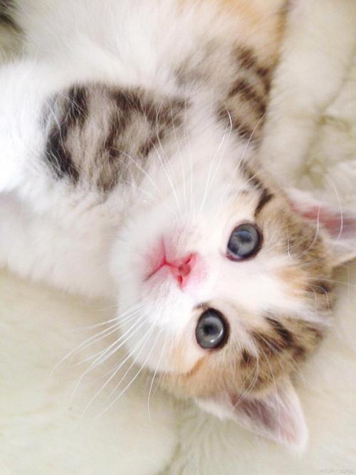 猫咪对着主人缓慢眨眼的特写图