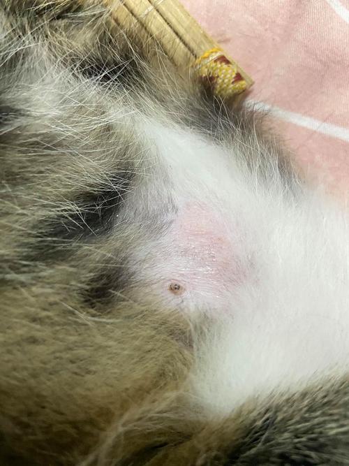 猫咪过度舔舐形成的腹部秃斑