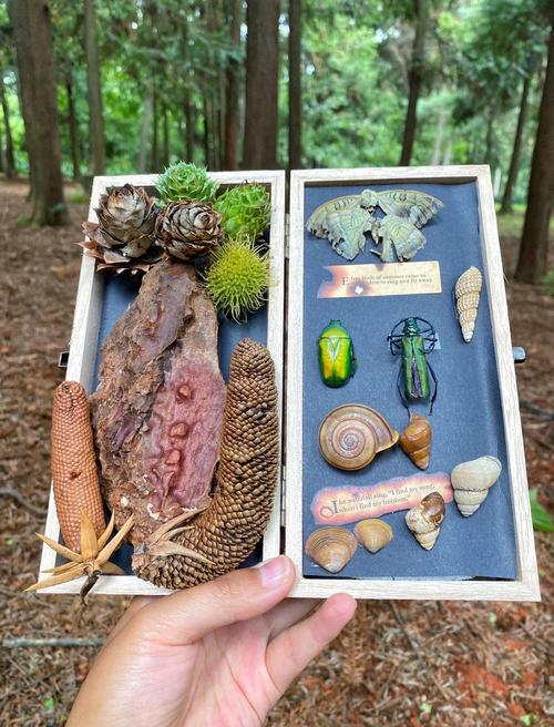 一岁宝宝摆弄家庭博物馆自然捡来的展品照片