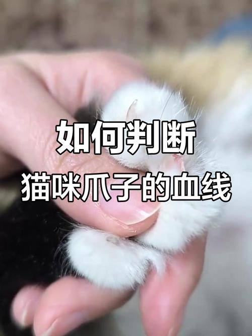 猫咪指甲血线位置示意图