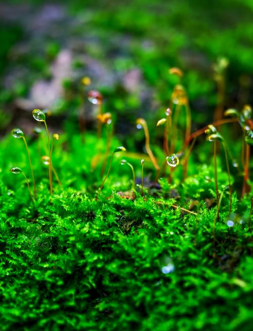 苔藓:隐秘的微型森林-因为所以