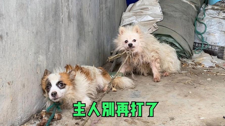 被打骂后狗狗缩在墙角发抖