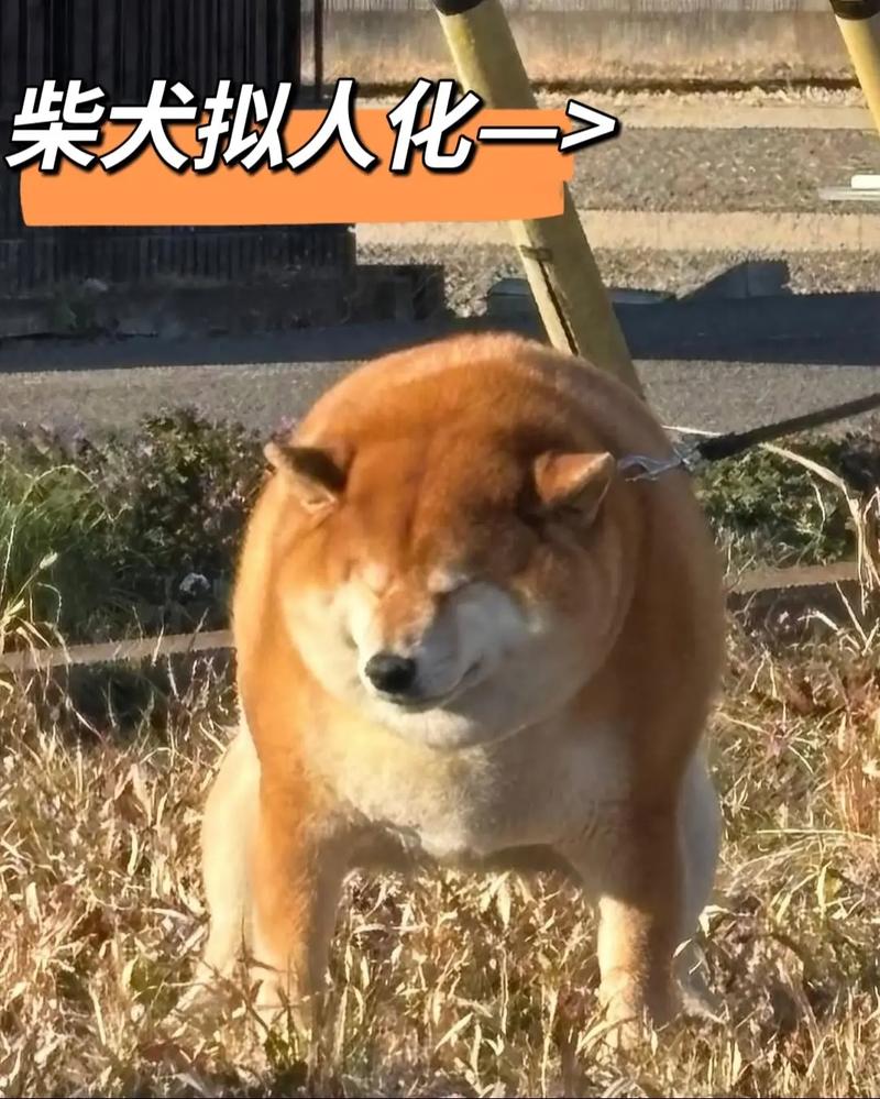 柴犬按铃索要零食搞笑拟人视频截图