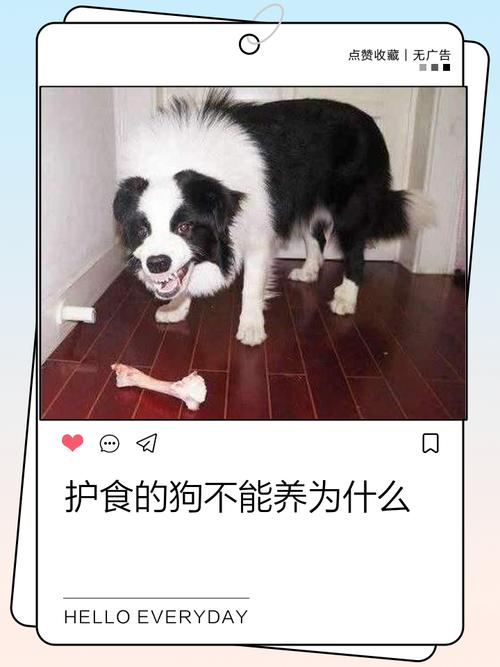 护食是本能,不是你的狗要造反