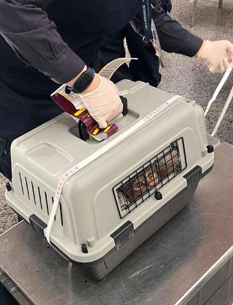 符合航空标准的宠物托运硬壳航空箱实拍