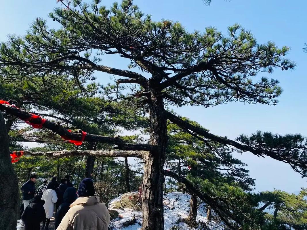 九华山花台松林中铺满松针的无人步道