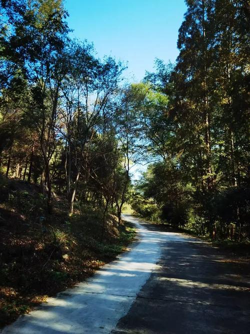南漳七里山森林公园百年栎树林荫道