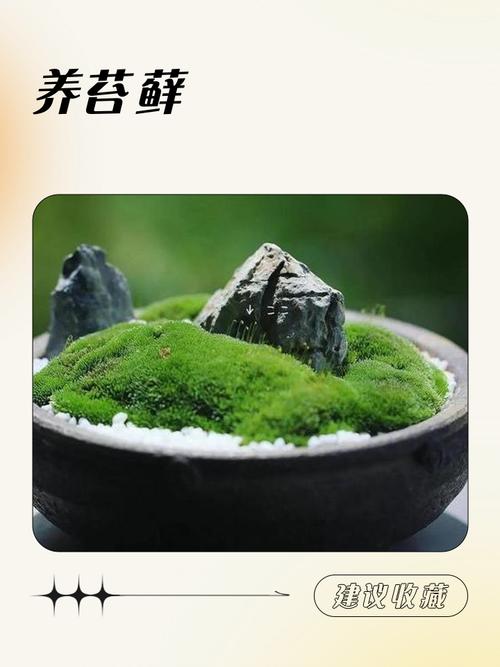 三、养苔藓?我劝你冷静