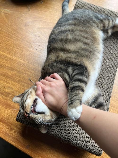 猫咪被攥住爪子时耳朵后压的行为观察实拍