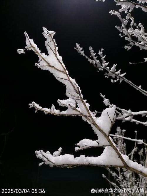 冬季森林树枝上新鲜雪花特写