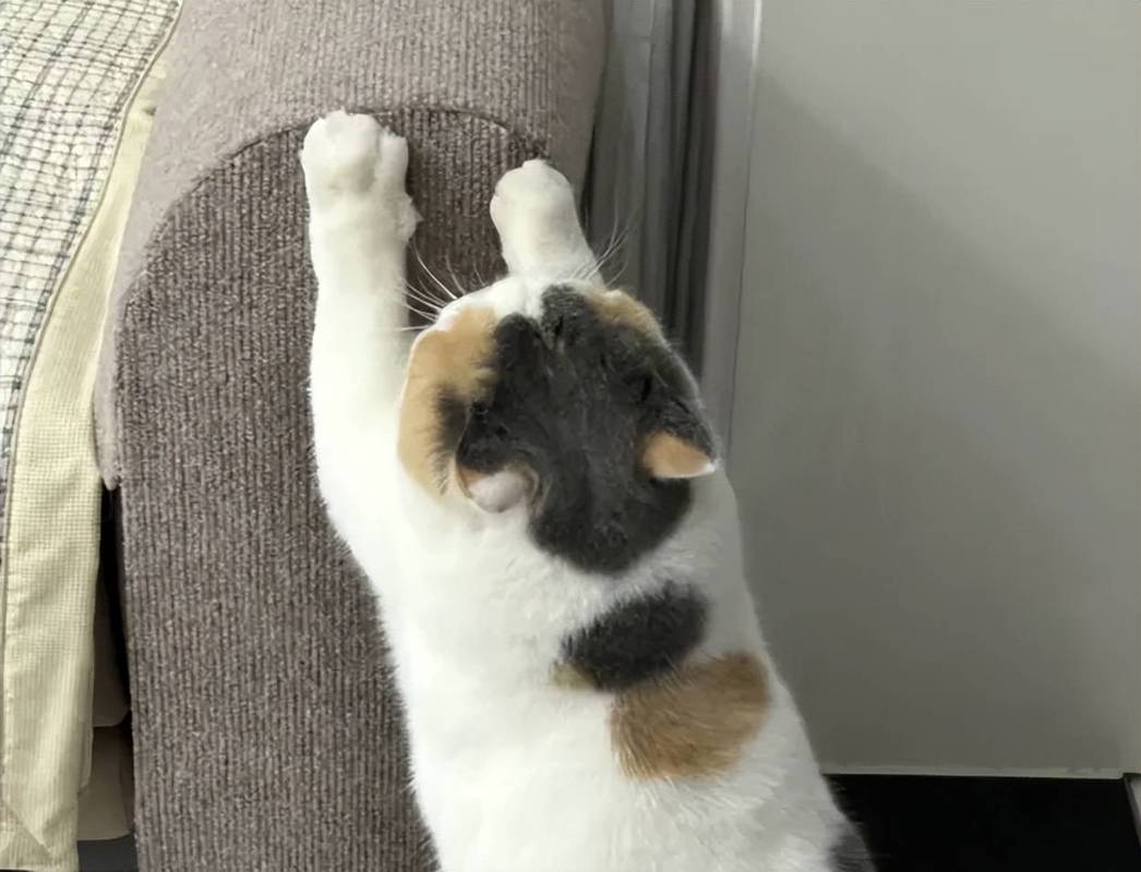 猫咪在客厅沙发边缘抓挠标记领地