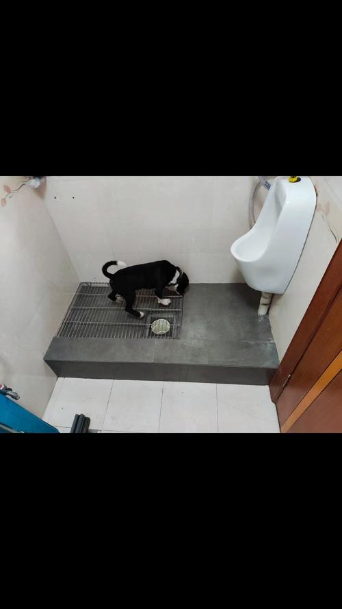 墙角正确摆放的家用狗狗厕所