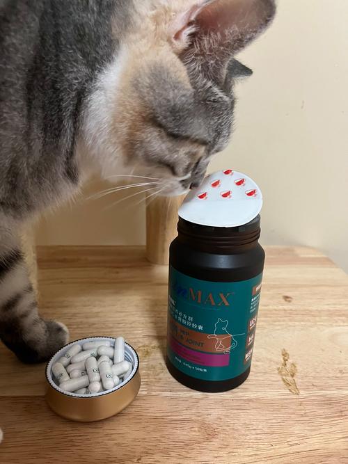 猫吐出藏在沙发缝里的鱼油胶囊实拍