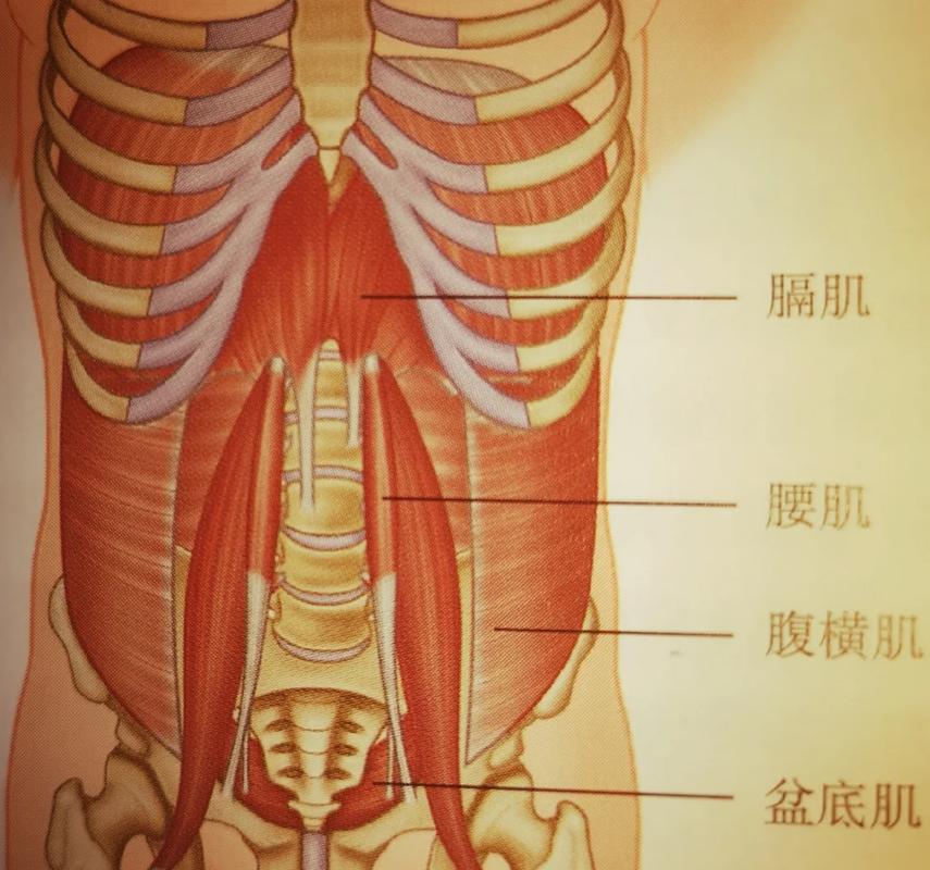 人体腰背筋膜位置示意图