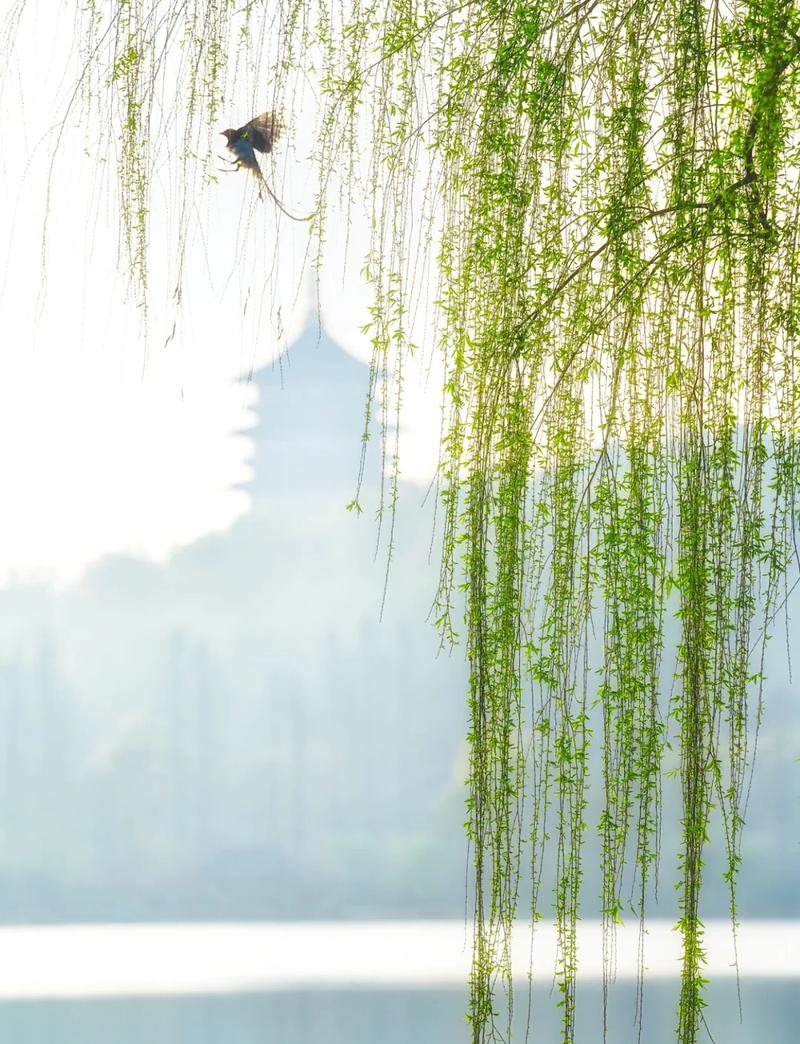 杭州西湖苏堤春柳晨光景色