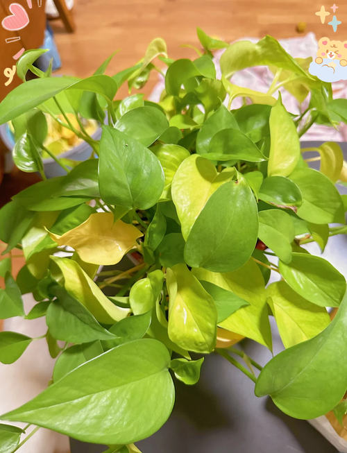 阳台盆栽绿植黄叶对比实景图