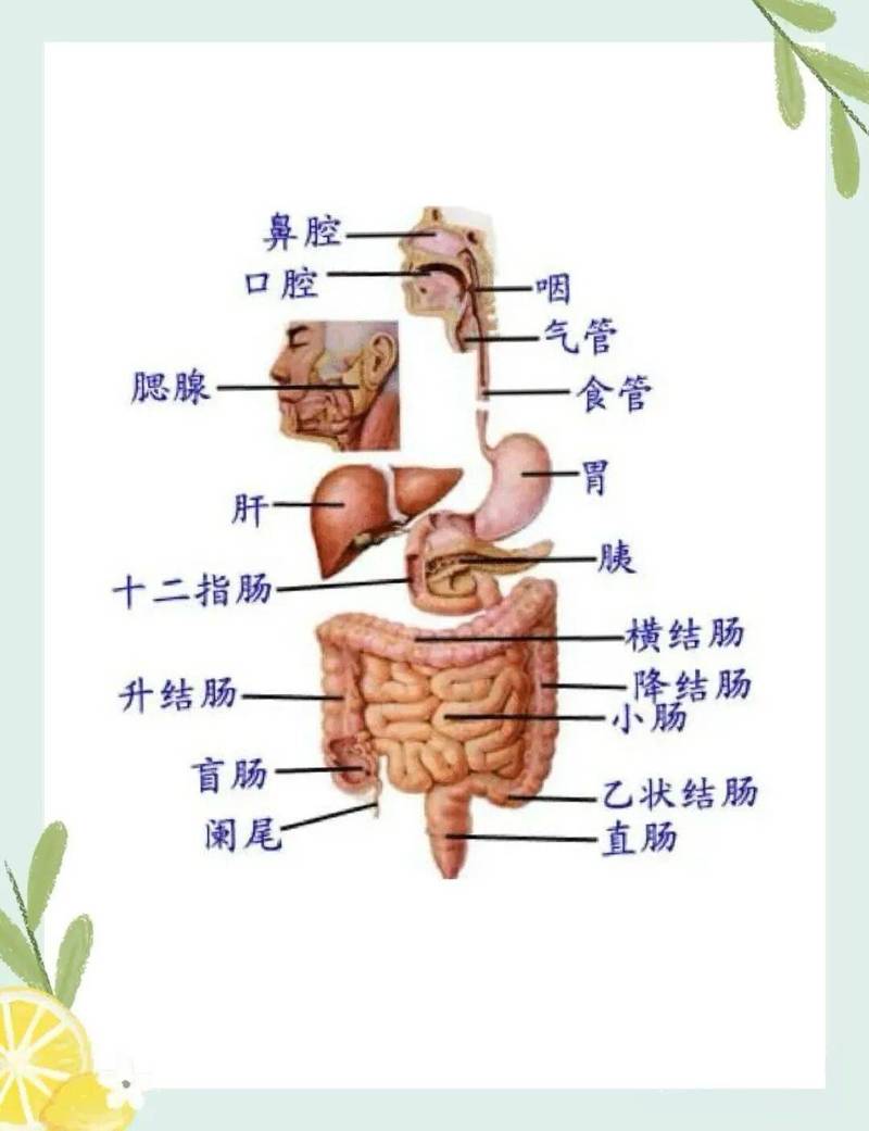 人体消化道解剖结构示意图