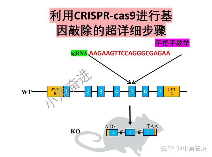 CRISPR-Cas9基因编辑治疗流程图
