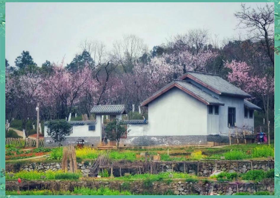 池州杏花村民居门框上插的带露半开杏花枝