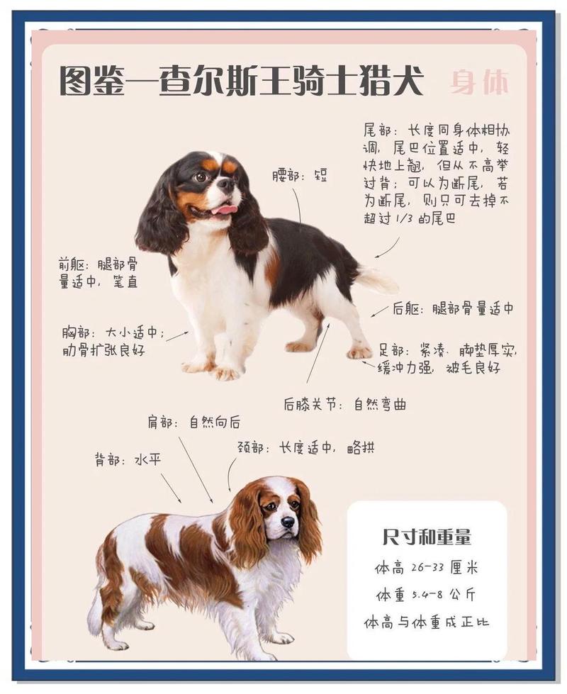 查理王小猎犬脊髓空洞症MRI影像与正常犬对比图