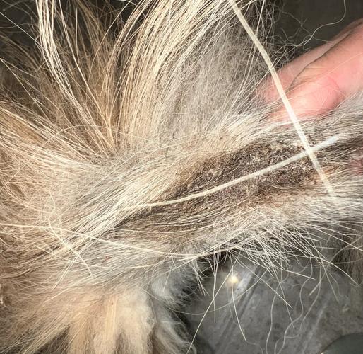 继发感染猫油尾巴红肿脱毛实拍