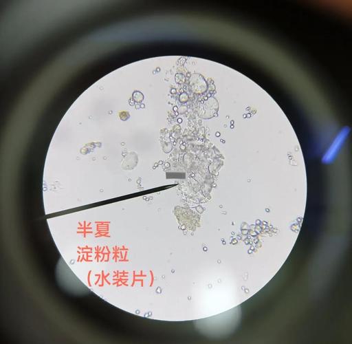 喷雾干燥微胶囊化药物粉末显微镜观察