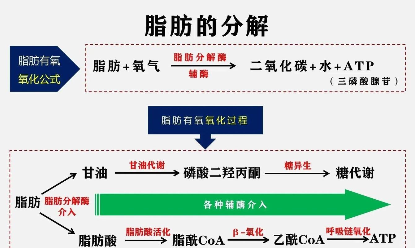 人体运动脂肪供能分解示意图