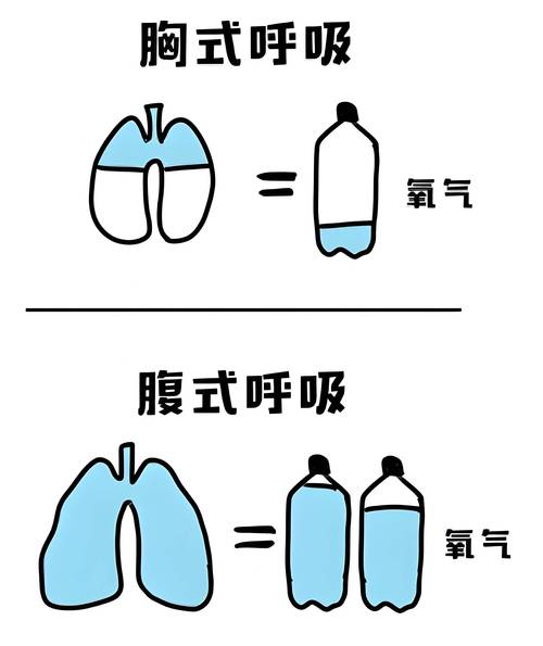 胸式呼吸与腹式呼吸对比示意图
