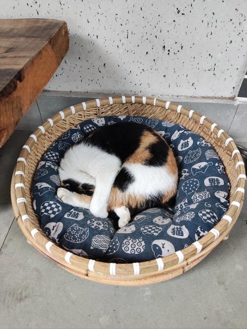 云南沙溪古镇民宿庭院里晒太阳的猫