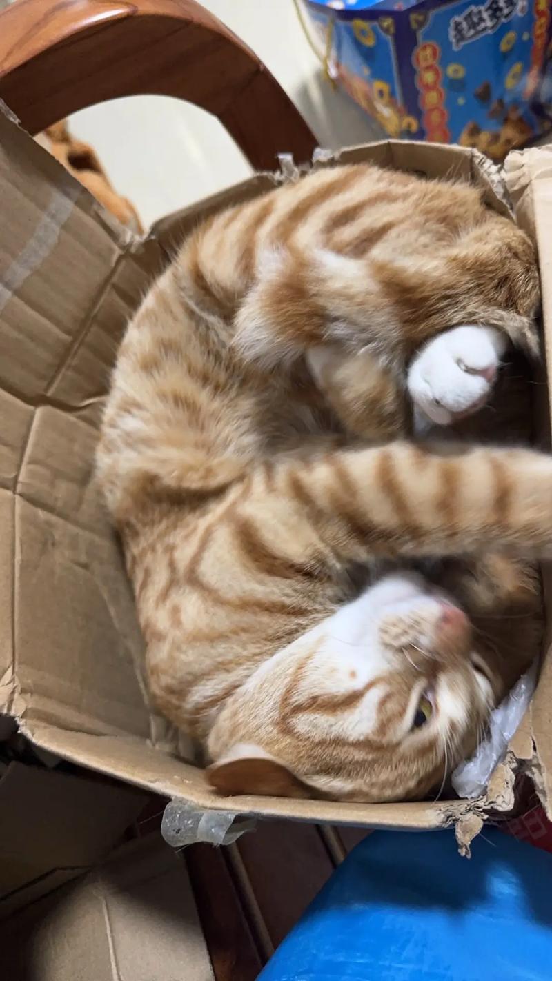 橘猫躲在沙发底避开航空箱实拍
