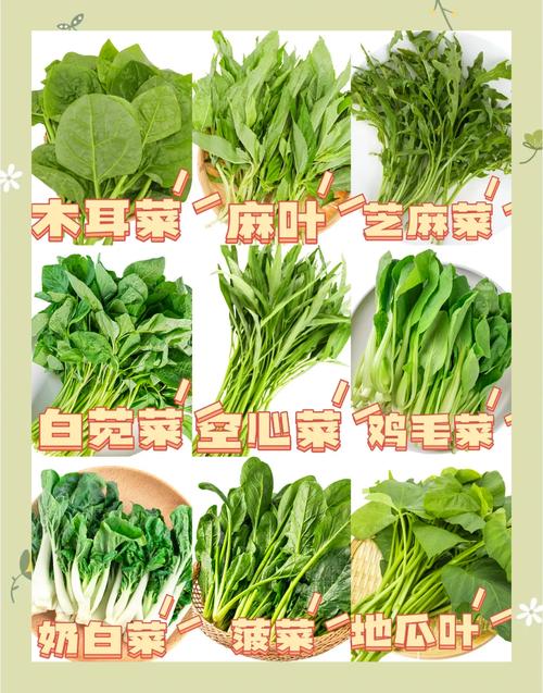 生鲜市场新鲜叶菜与不新鲜叶菜对比图