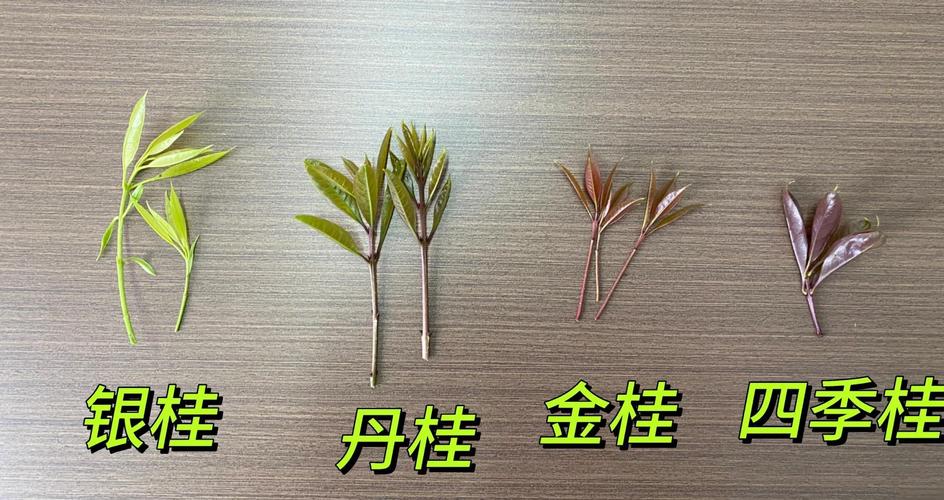 桂花这东西，错过一秒都是罪过-因为所以
