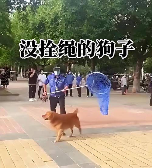 小区遛狗不牵绳宠物伤人纠纷现场图