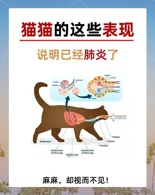 我见过最容易被误判的猫呼吸道问题