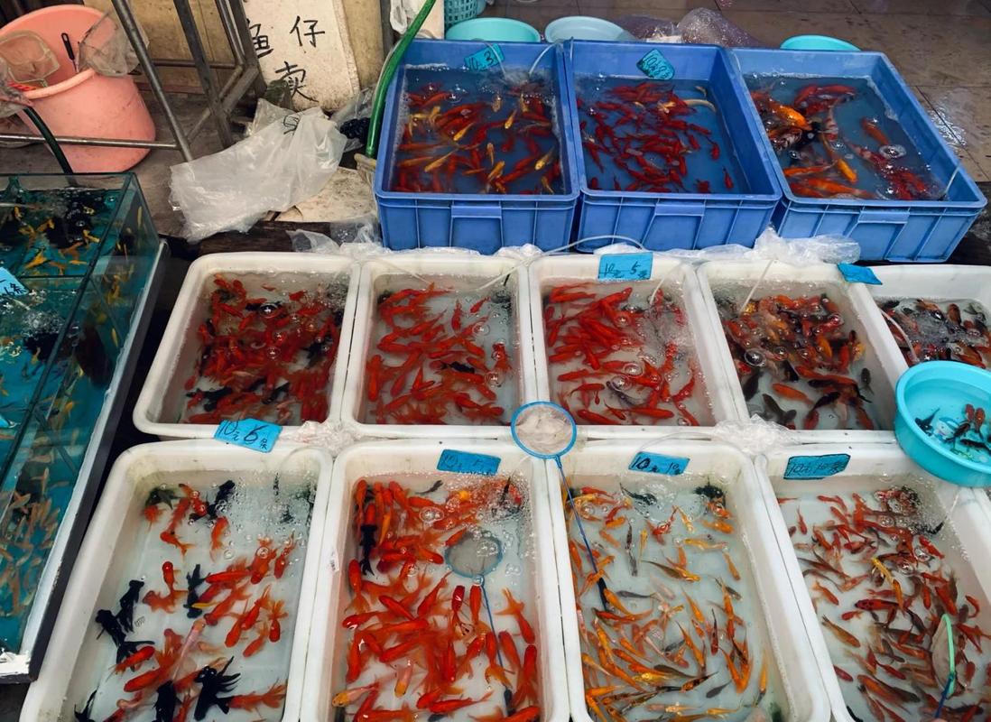 花鸟市场金鱼摊位