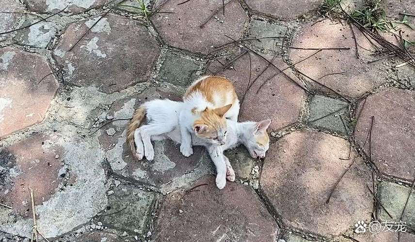 小学生做城市流浪猫媒介调研实拍