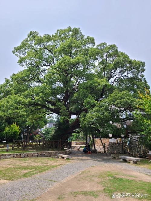 湖北南漳新集村古樟树村口风景