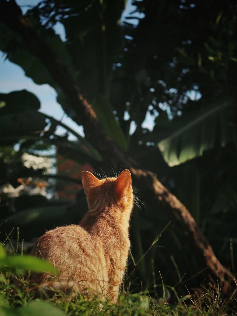街拍拍摄路人喂猫局部的氛围感样片