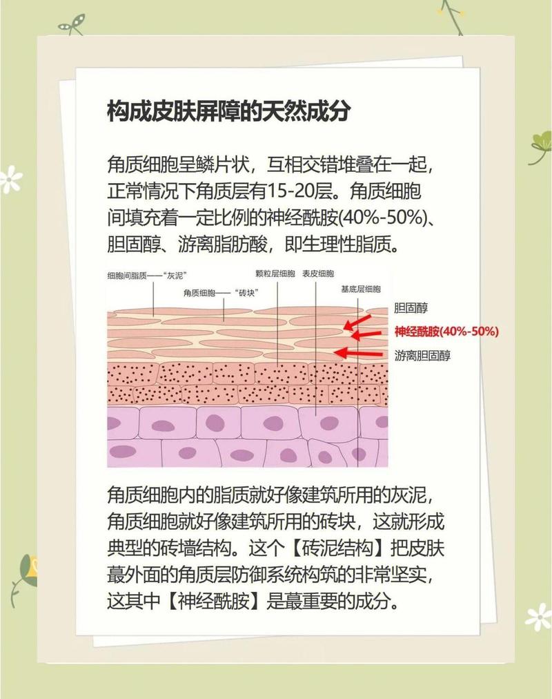 产后皮肤屏障神经酰胺流失前后对比示意图