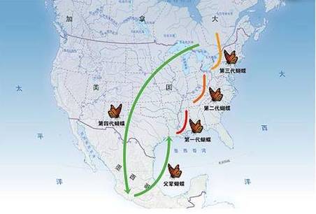 黑脉金斑蝶迁徙路线地图