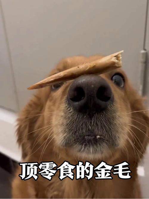 动物搞笑视频截图 狗狗顶零食憋笑