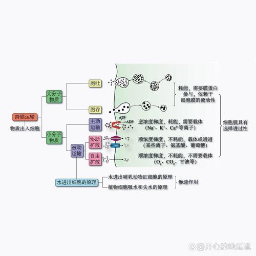 陪孩子复习物质跨膜运输时手绘的细胞膜运输示意图