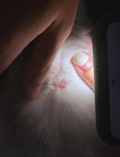 铲屎官外出后衣物携带猫藓真菌场景图