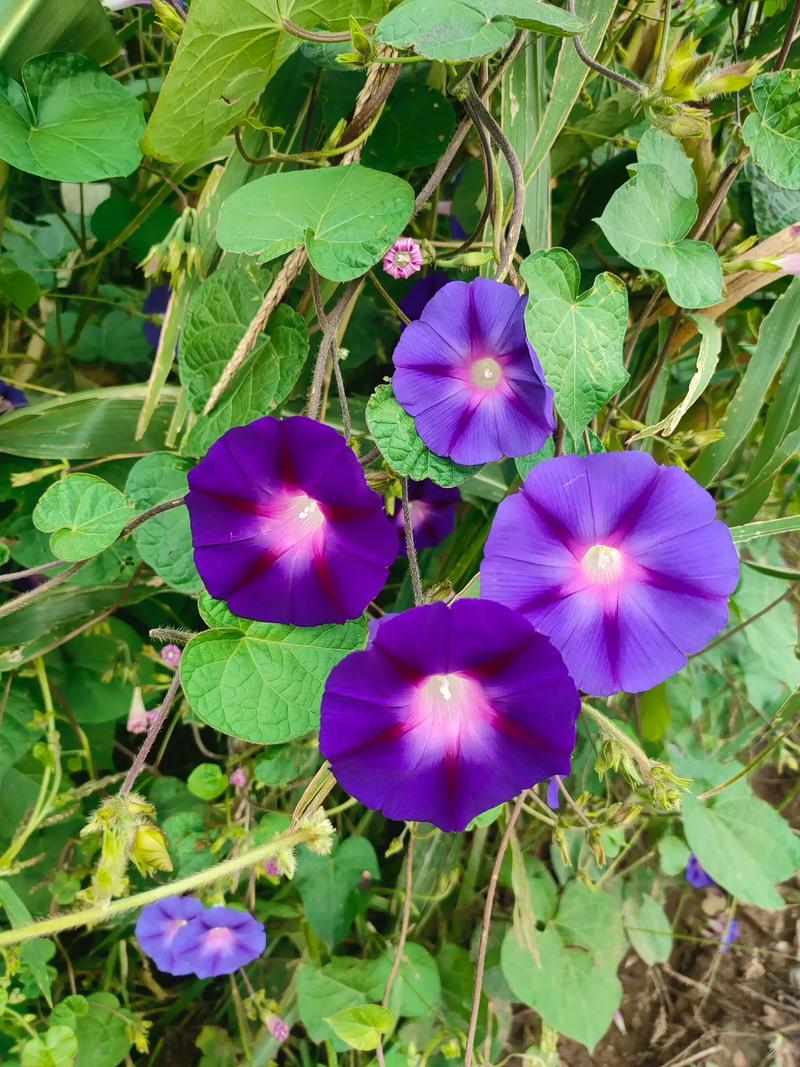 牵牛花 老胡同 墙头 野趣