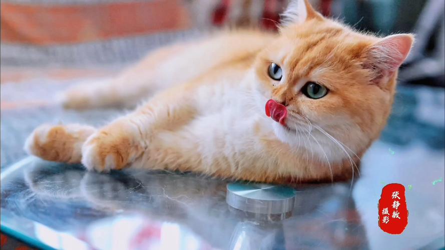 家猫盯着桌面玻璃杯准备伸爪子的实拍图
